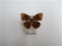 藏品(眉眼蝶)的圖片